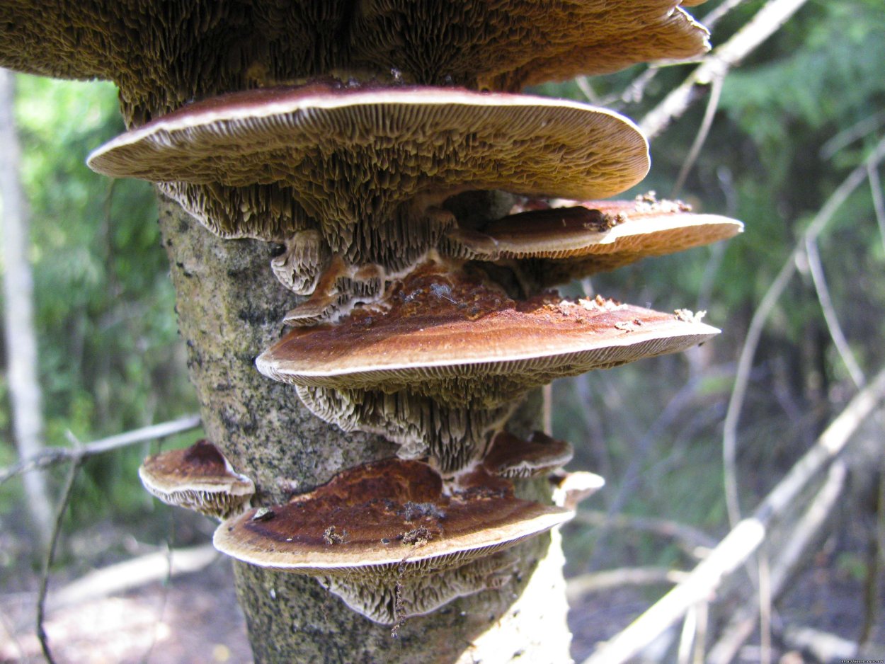 Piptoporus quercinus