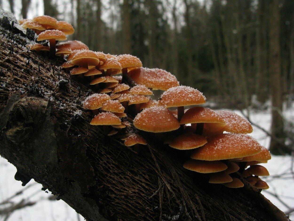 Виды грибов в лесу