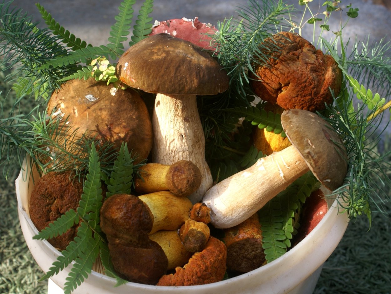 Грибной лес