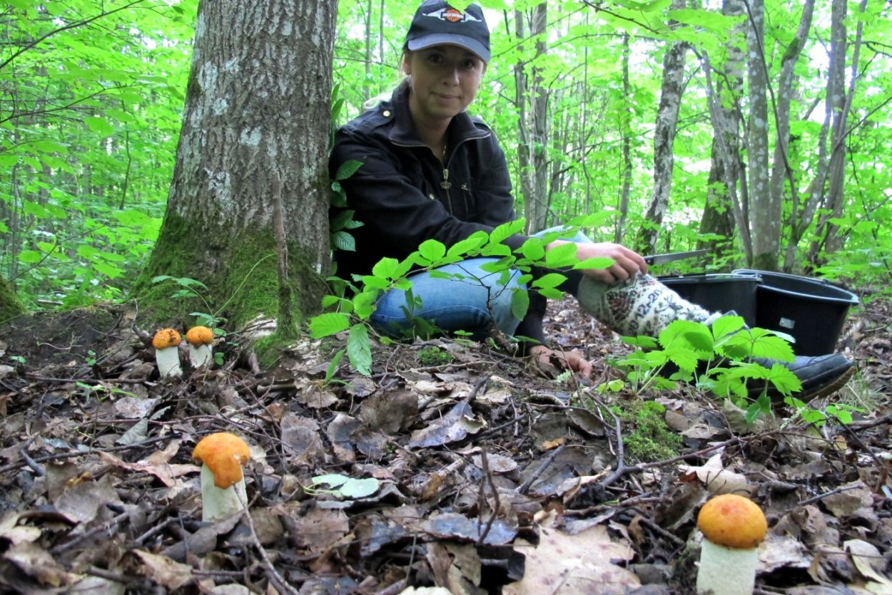 Honey agaric гриб