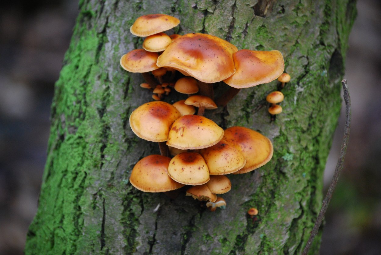 Фламмулина культивация