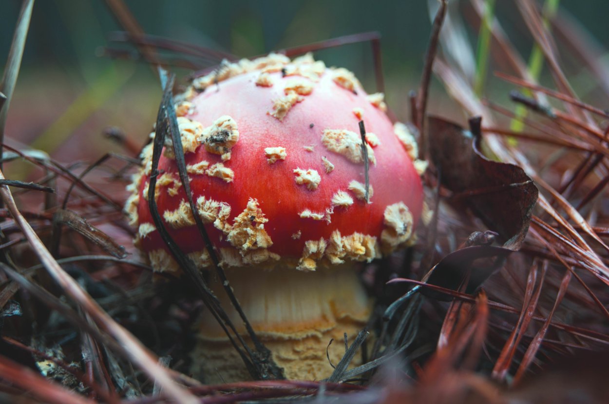 Fungi photo