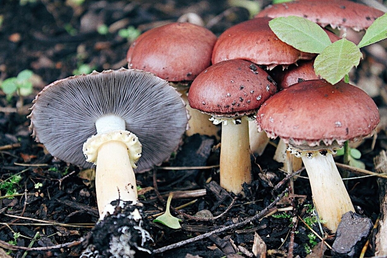 Stropharia rugosoannulata гриб