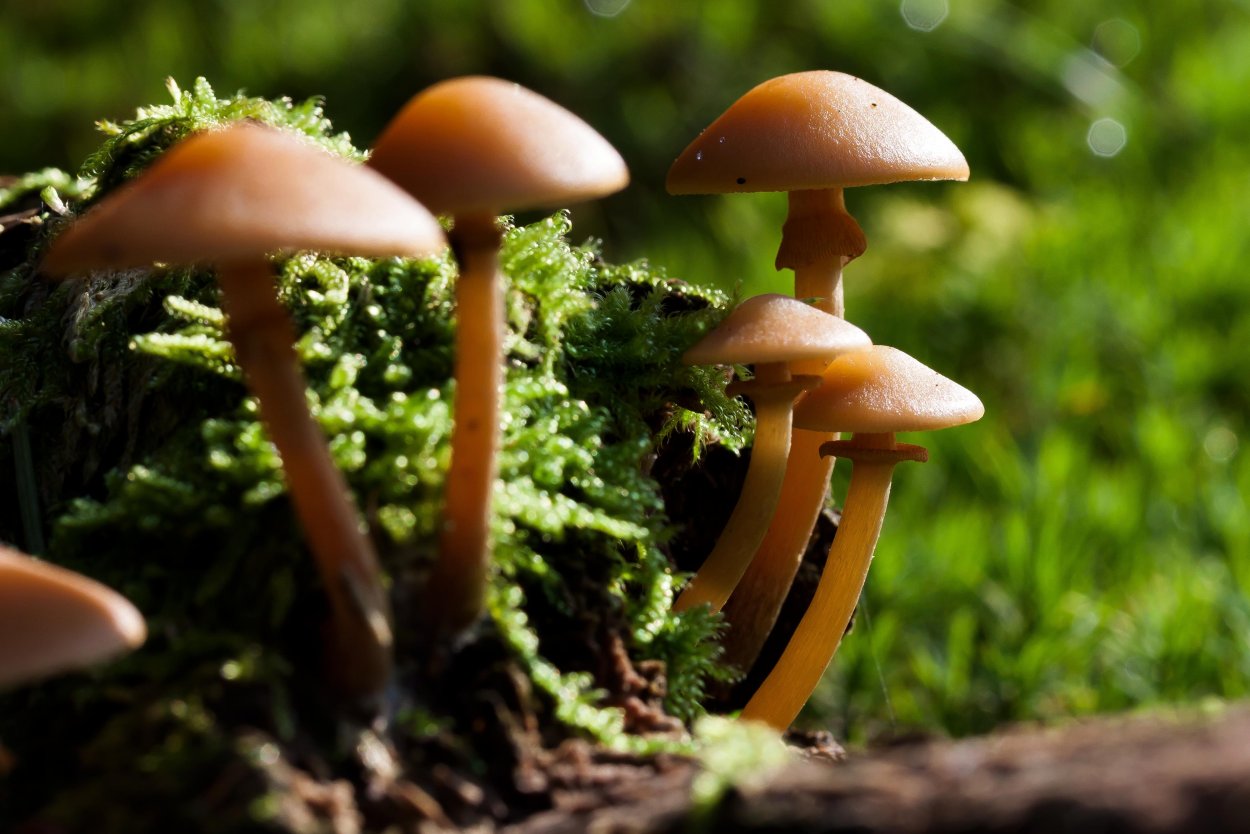 Pholiota mutabilis