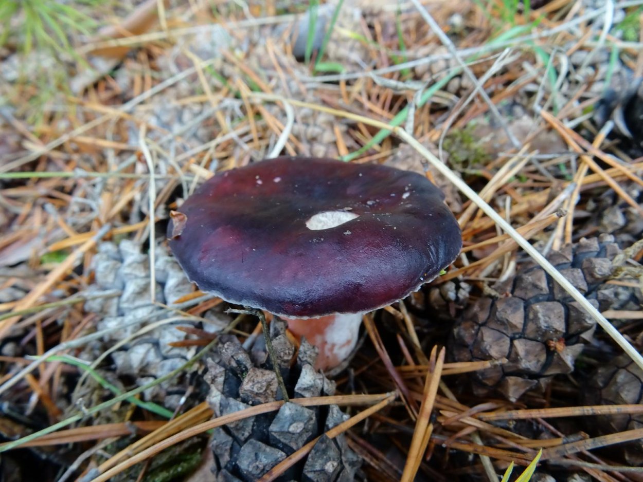 Russula torulosa