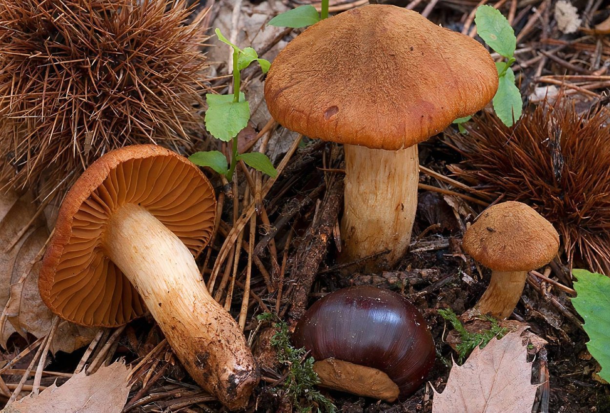 Паутинник горный Cortinarius orellanus