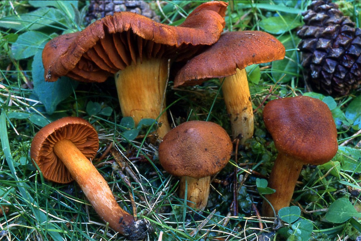 Рядовка Чешуйчатая Tricholoma imbricatum
