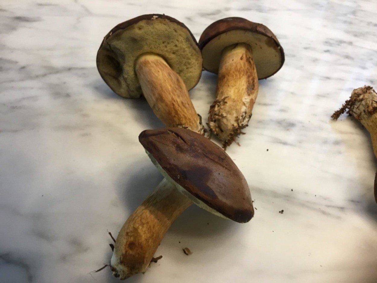 Паутинник капающий Cortinarius stillatitius.
