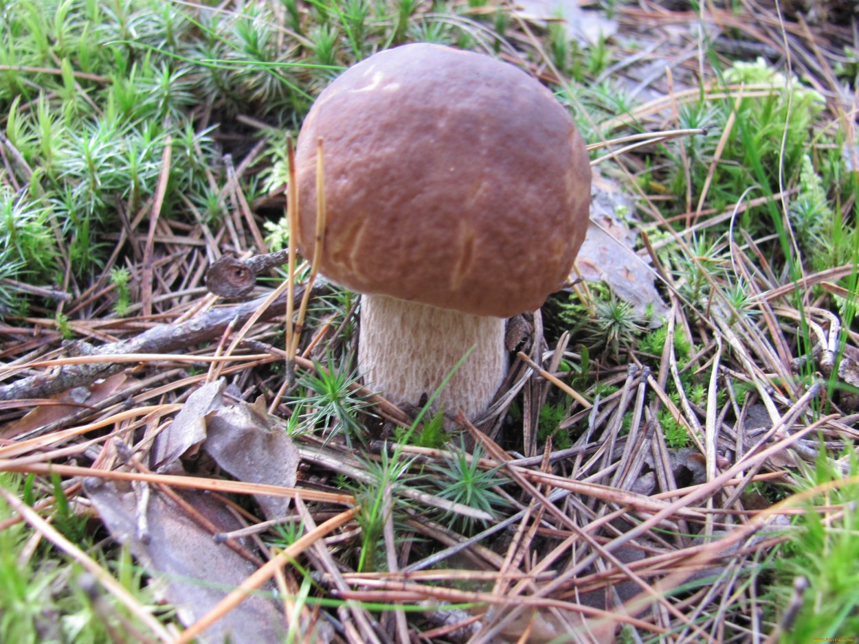 Паутинник горный