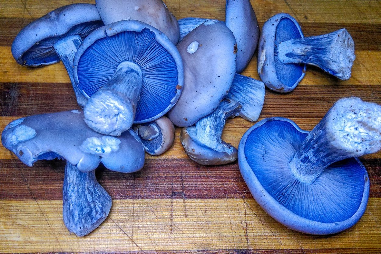Синяя ножка гриб