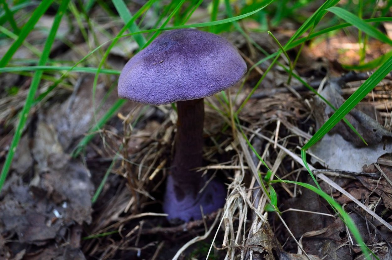 Russula azurea