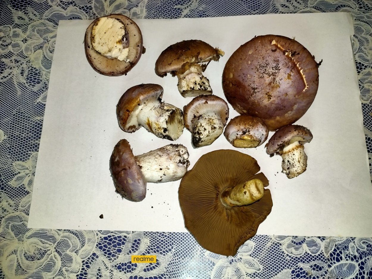 Грибы Саратовской области под дубами