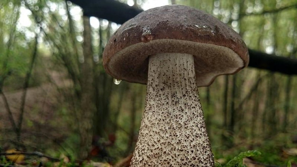 Leccinum (обабок