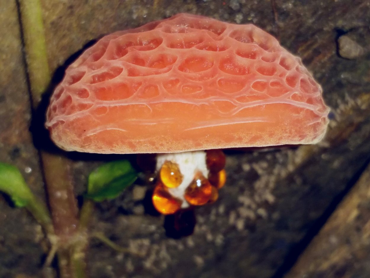 Rhodotus palmatus грибы
