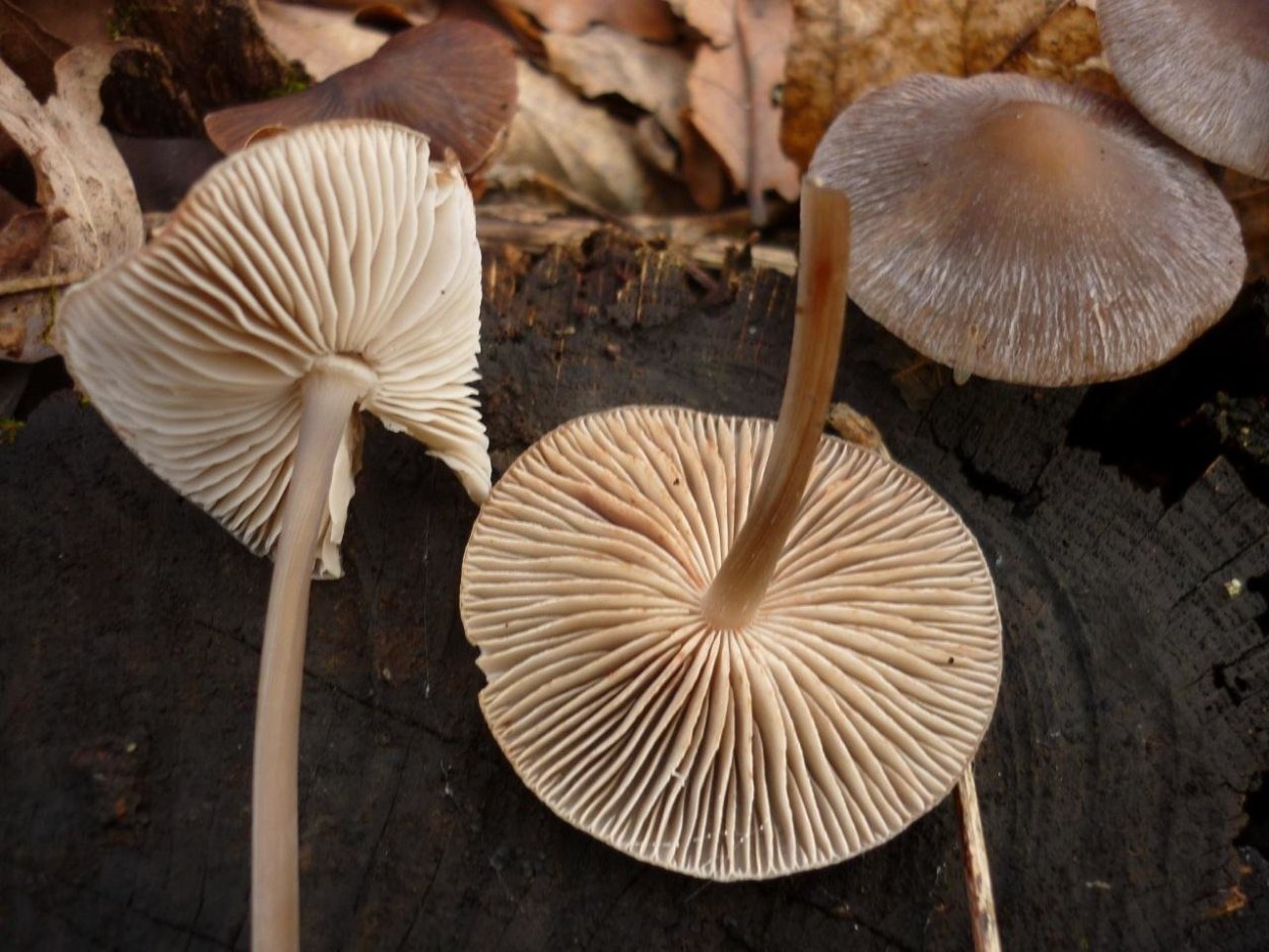 Чешуйчатка белогородчатая Pholiota albocrenulata