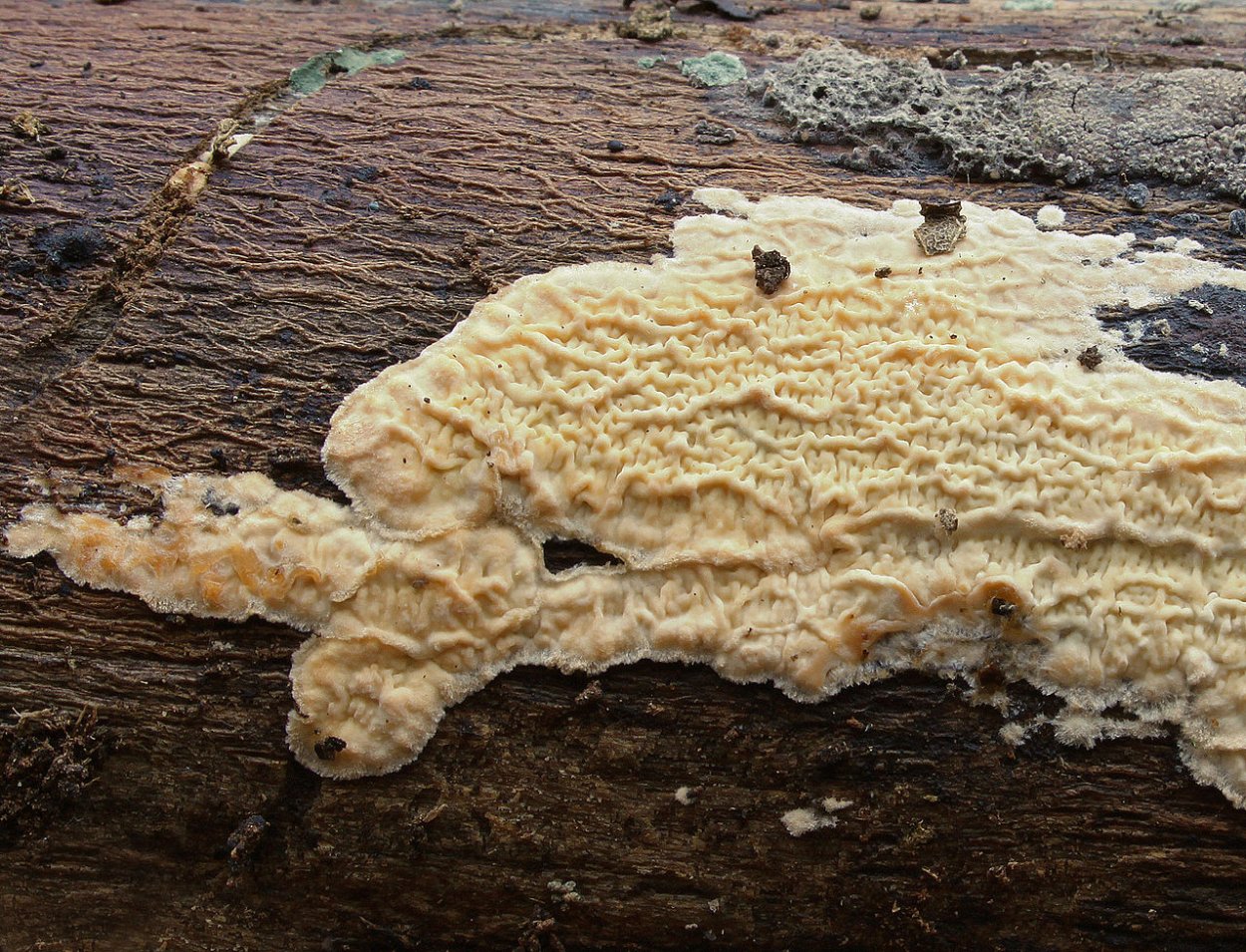 Навозник рассеянный Coprinus disseminatus
