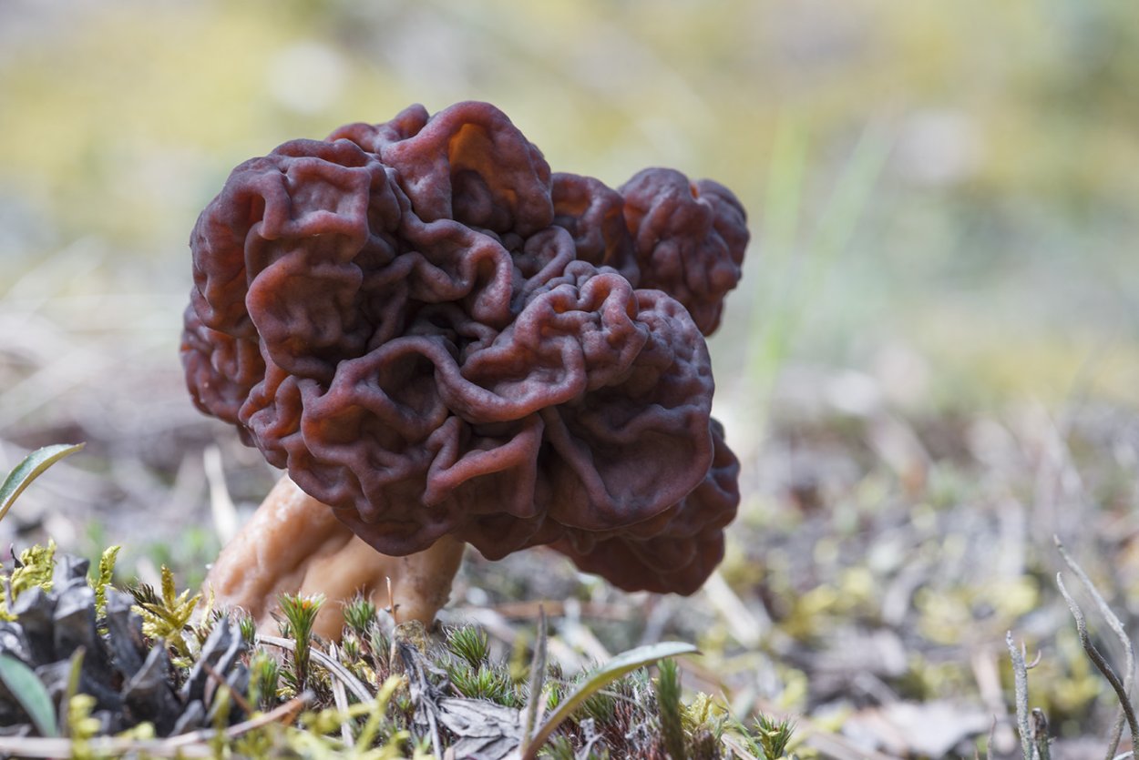 Обыкновенный строчок (Gyromitra esculenta)