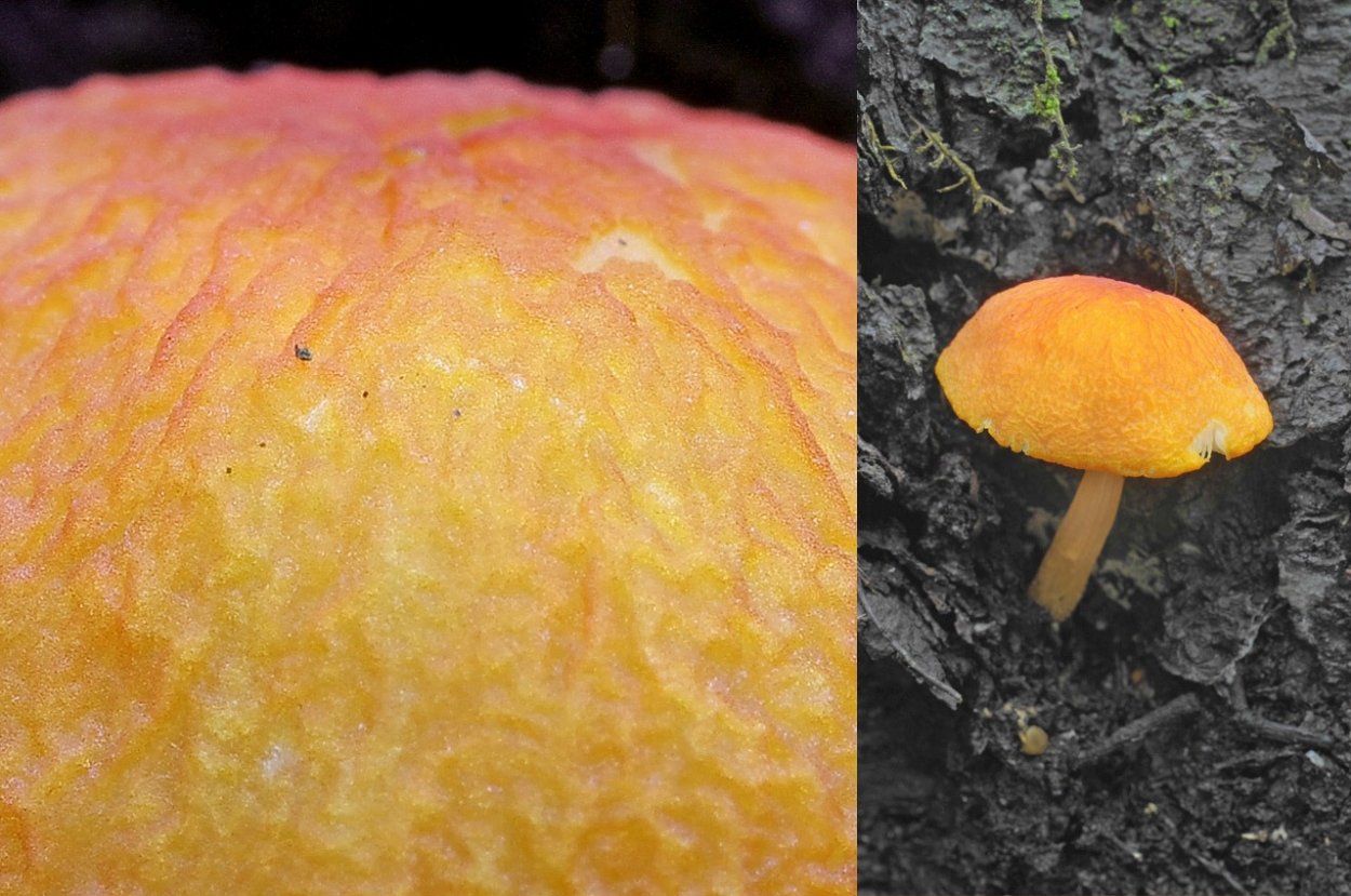 Плютей оранжево-морщинистый Pluteus_aurantiorugosus