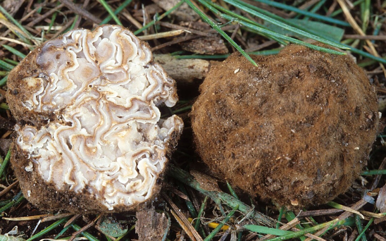 Termitomyces microcarpus