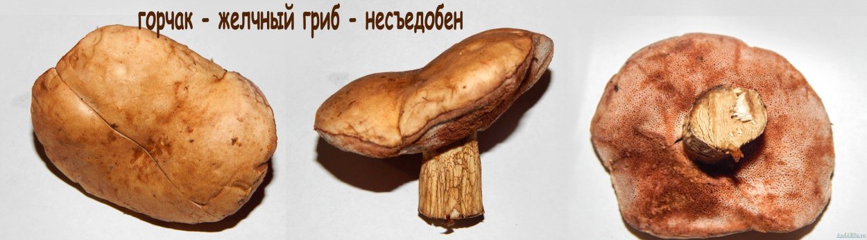 Желчный гриб отравление
