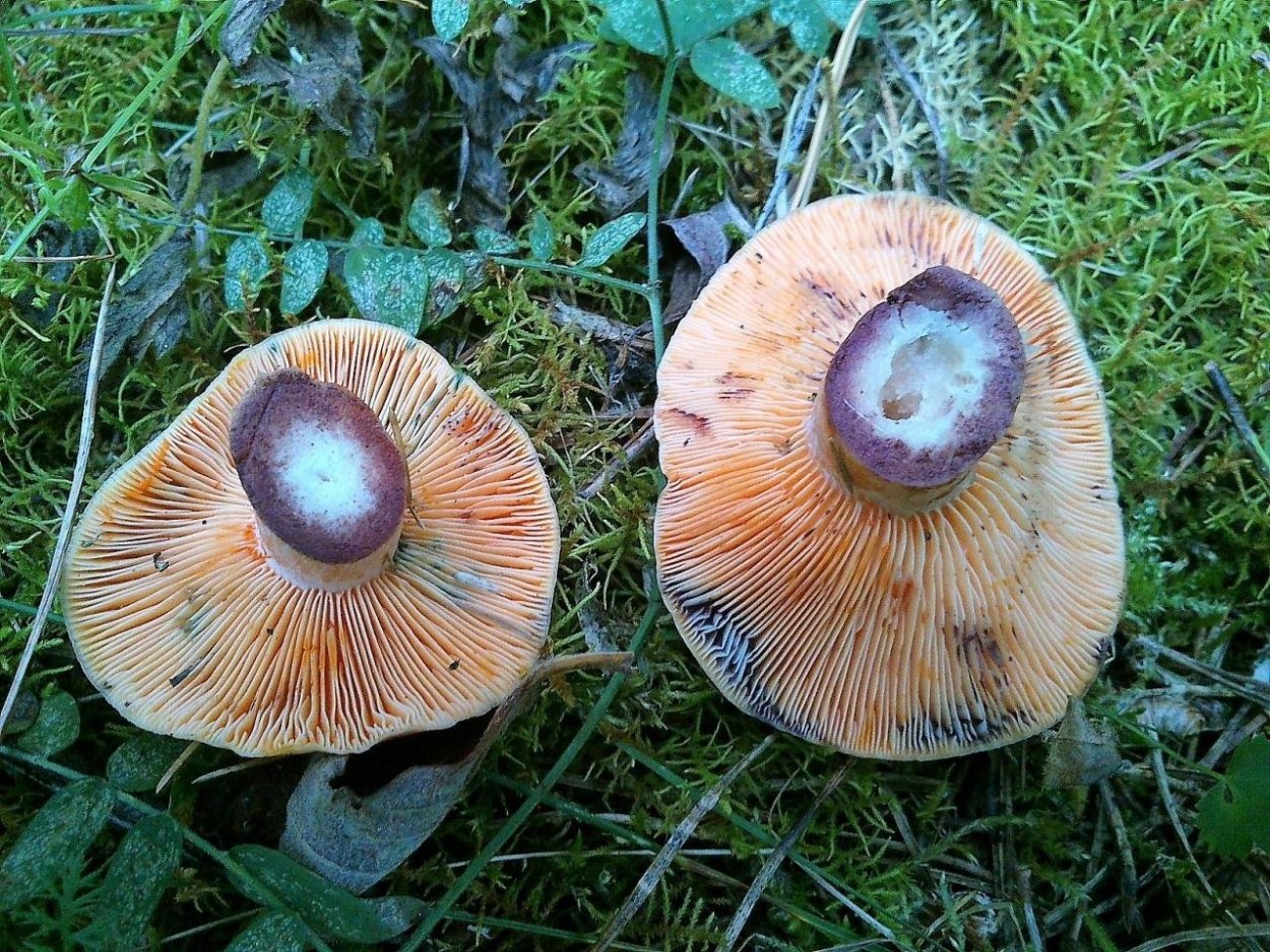 Lactarius semisanguifluus