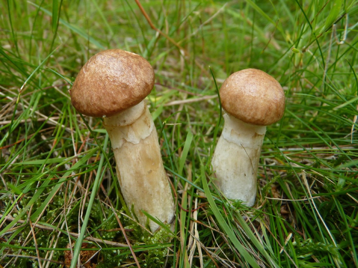 Suillus aeruginascens