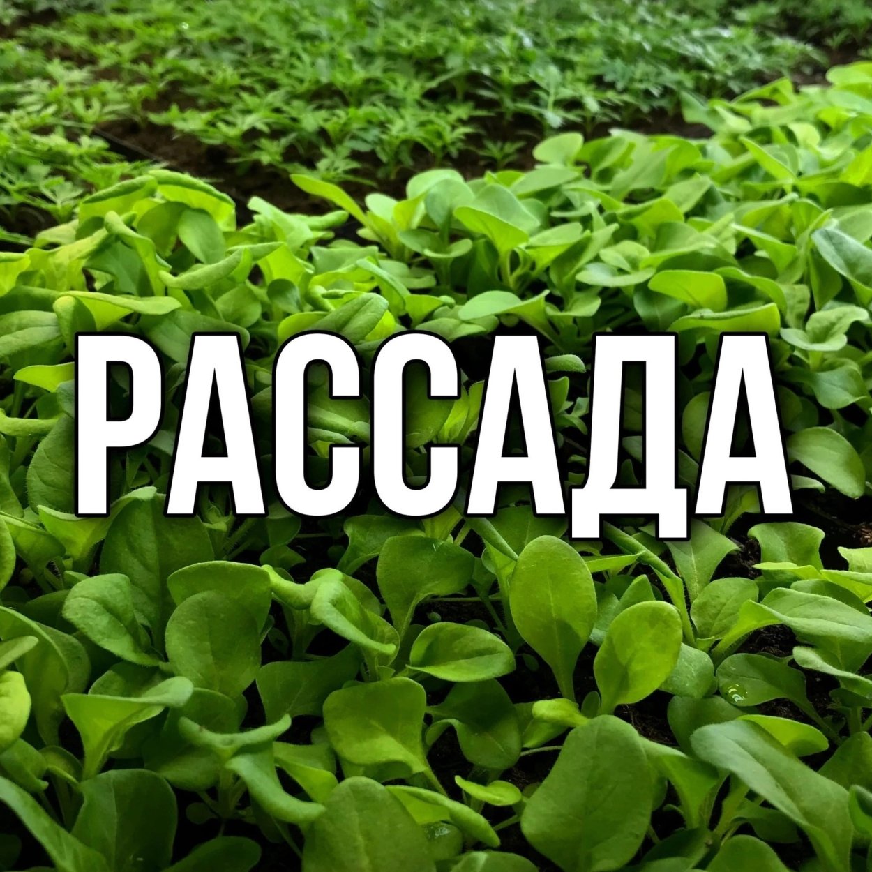 Компост для грунта