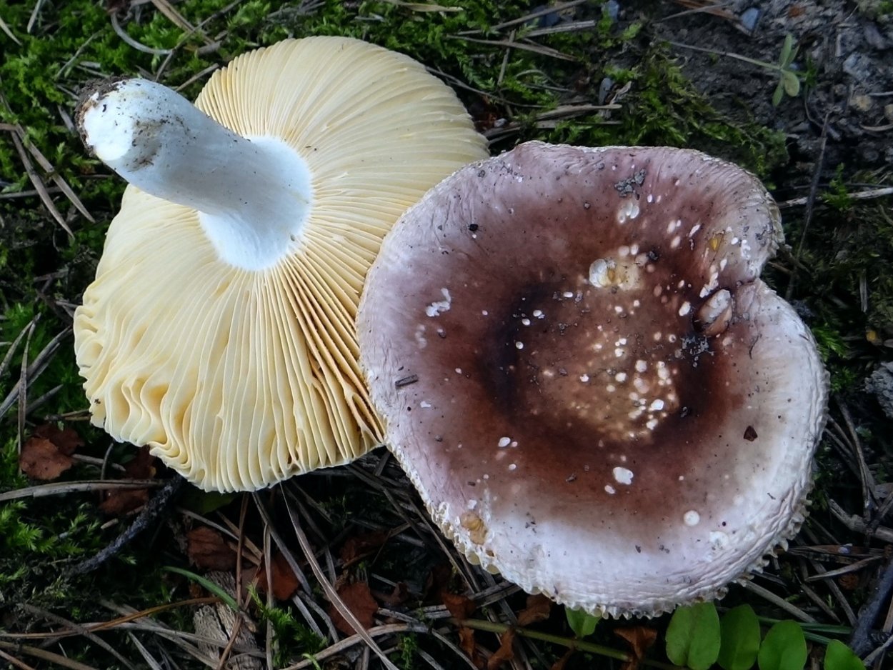 Млечник блёклый Lactarius vietus-