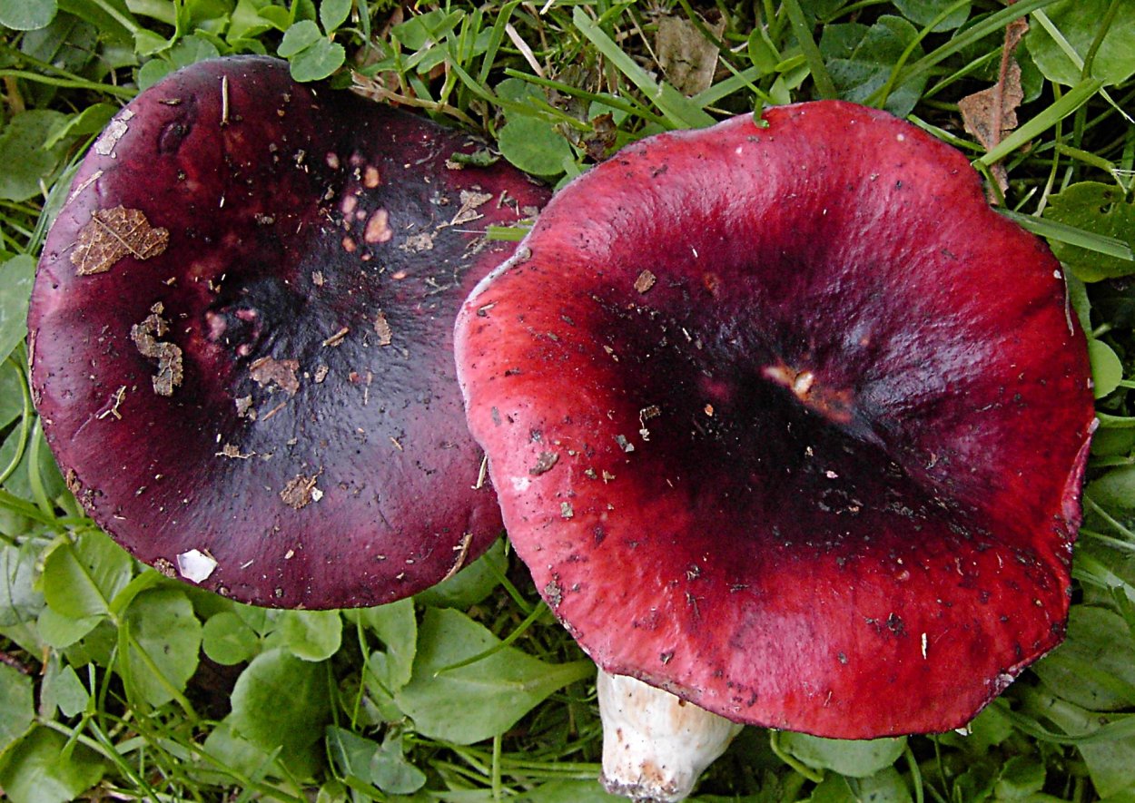 Laccaria proxima гриб