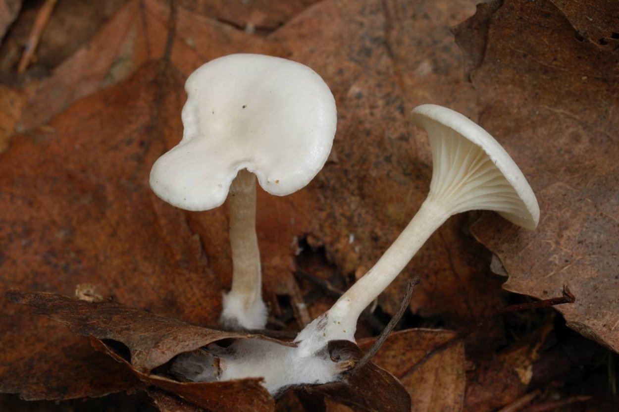 Гриб Amanita gemmata