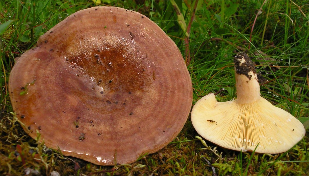 Russula violacea