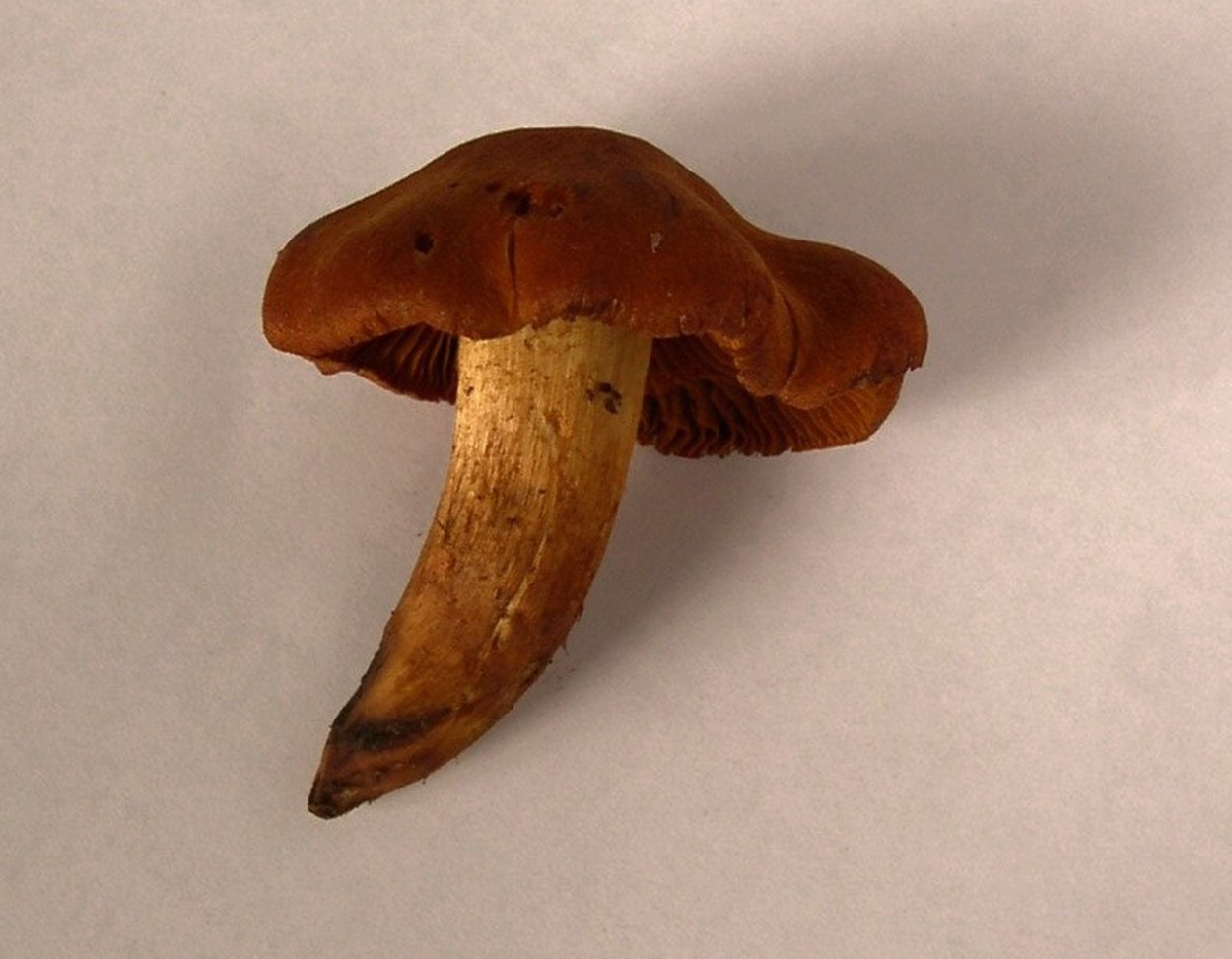 Боровик девичий (Boletus appendiculatus)