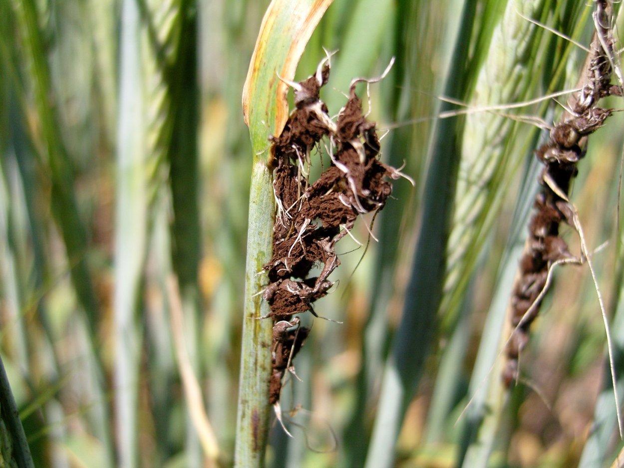Пыльная Головня (Ustilago tritici)