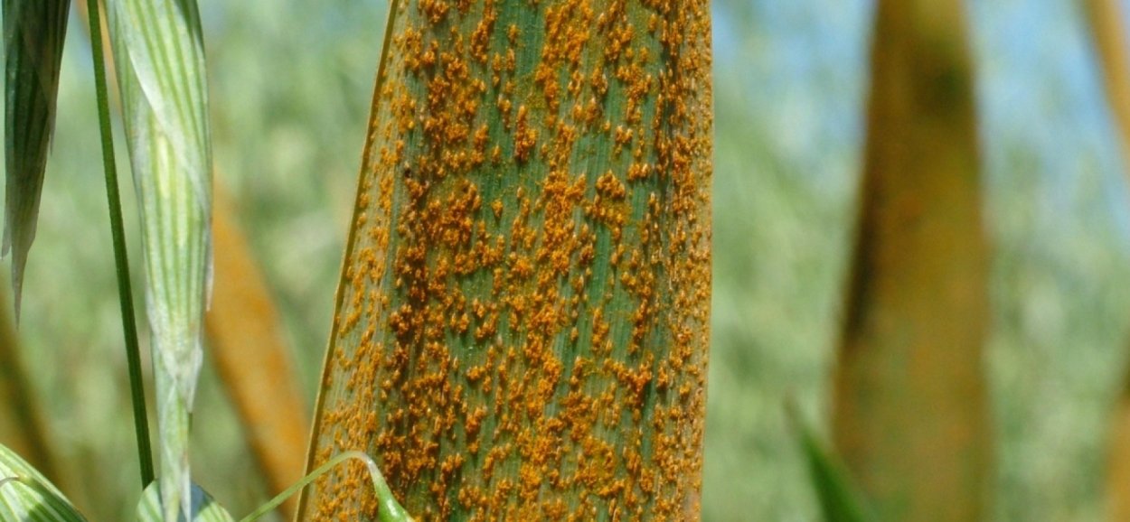 Ржавчинные грибы Puccinia