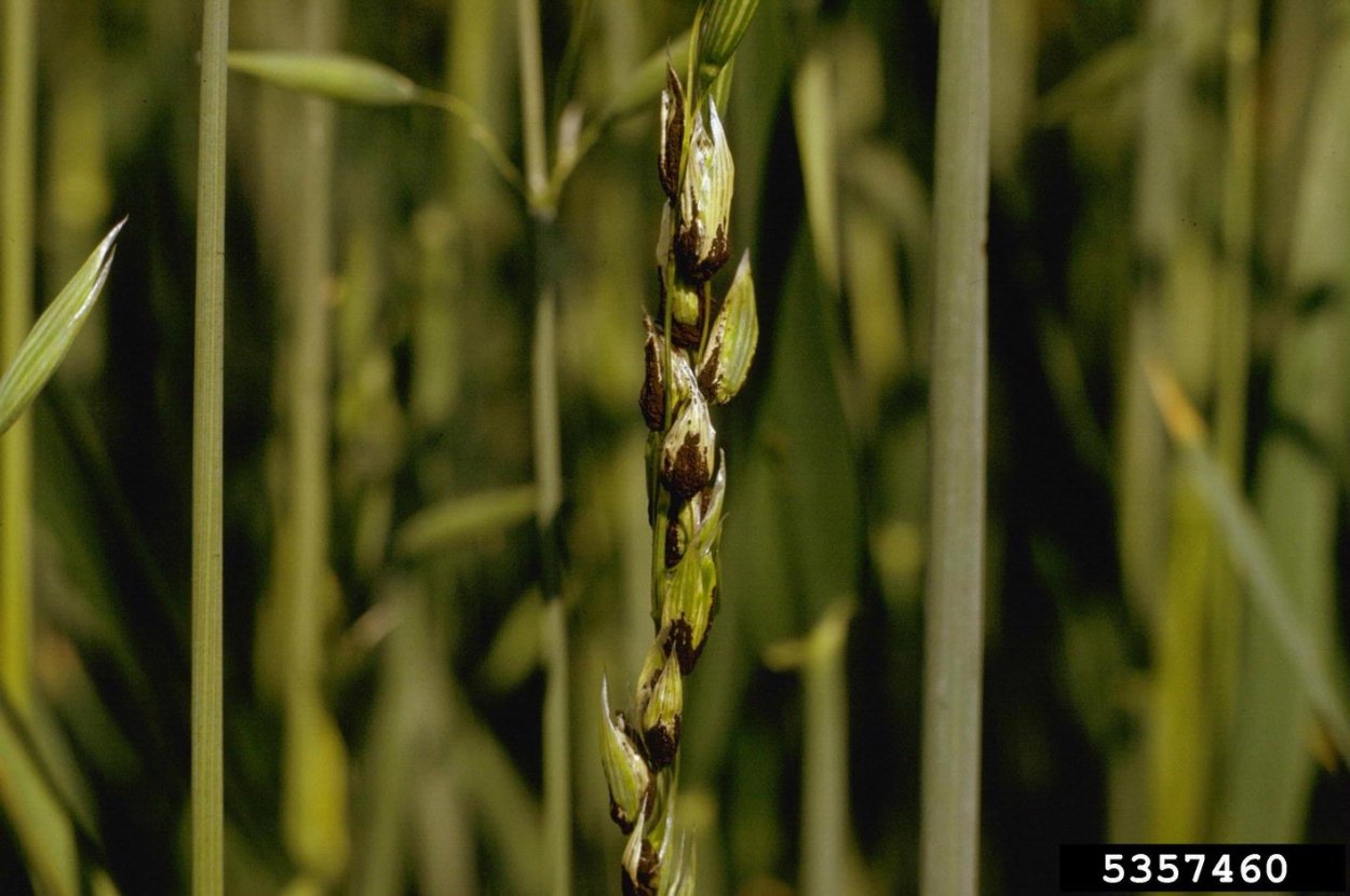 Пыльная Головня (Ustilago tritici)