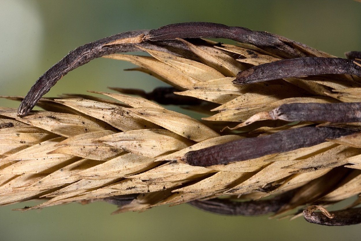 Спорынья (Claviceps purpurea)