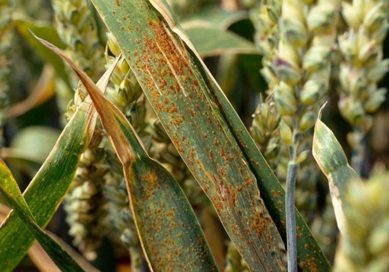 Бурая ржавчина (Puccinia triticina)