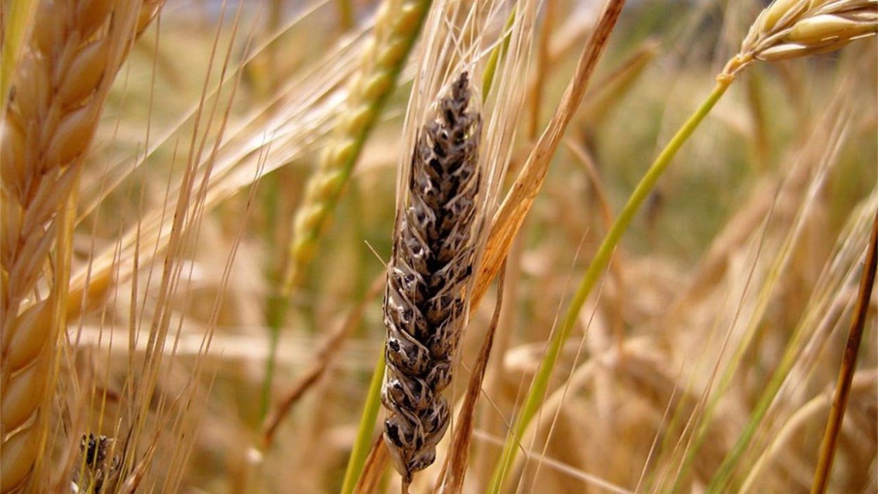 Tilletia tritici Головня пшеницы