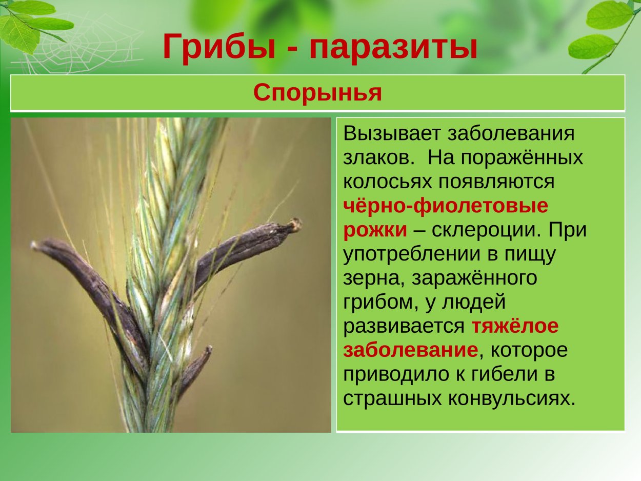 Спорынья гриб паразит