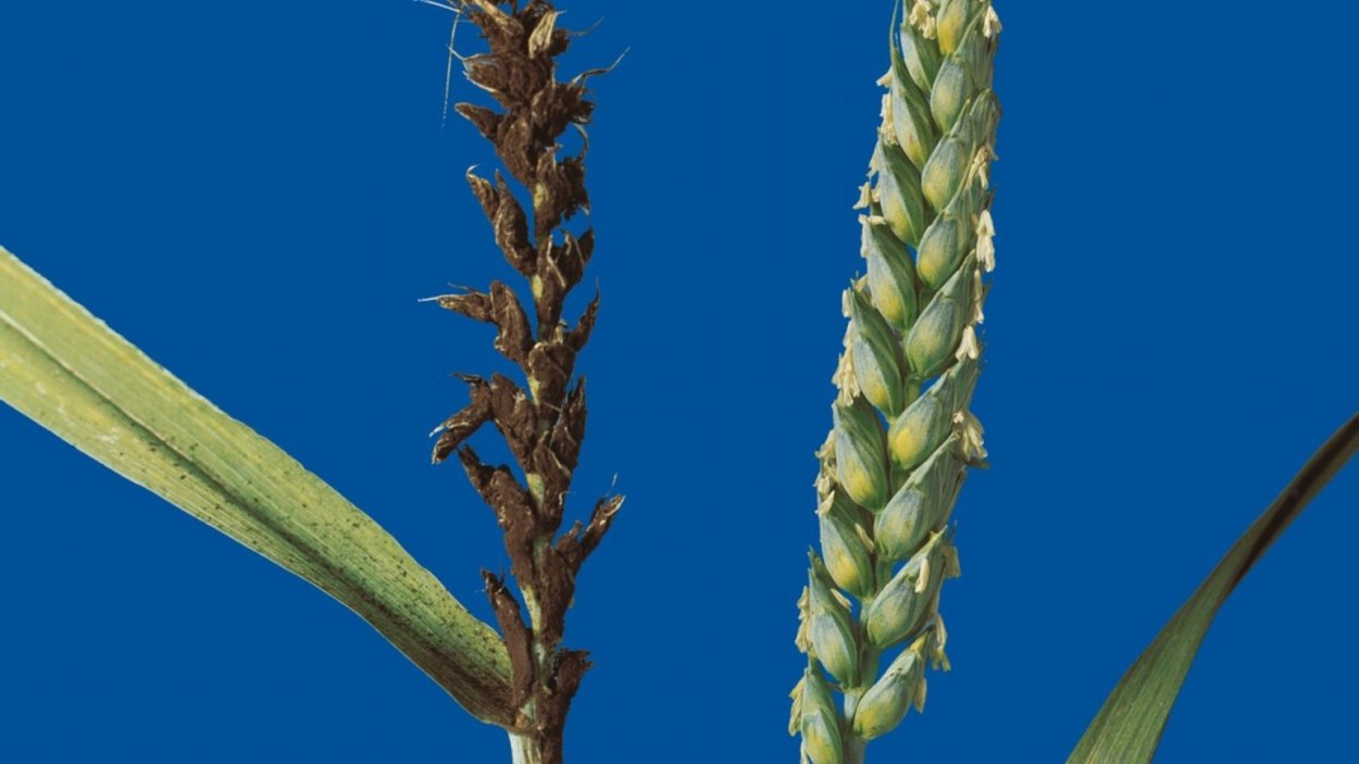 Tilletia tritici Головня пшеницы