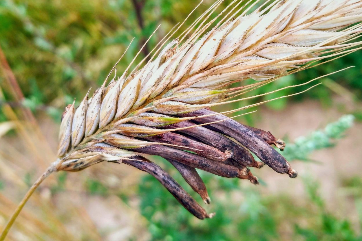 Claviceps purpurea – спорынья пурпурная