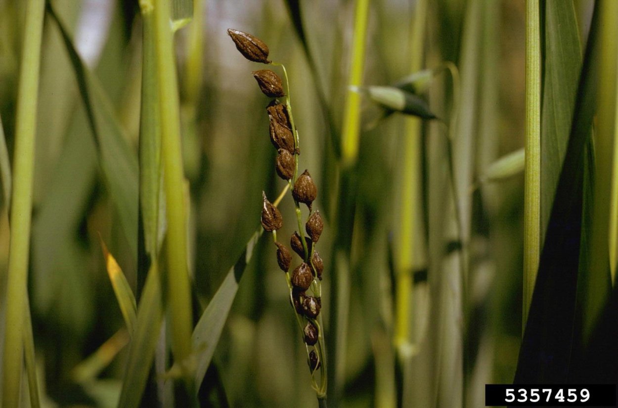 Пыльная Головня (Ustilago tritici)