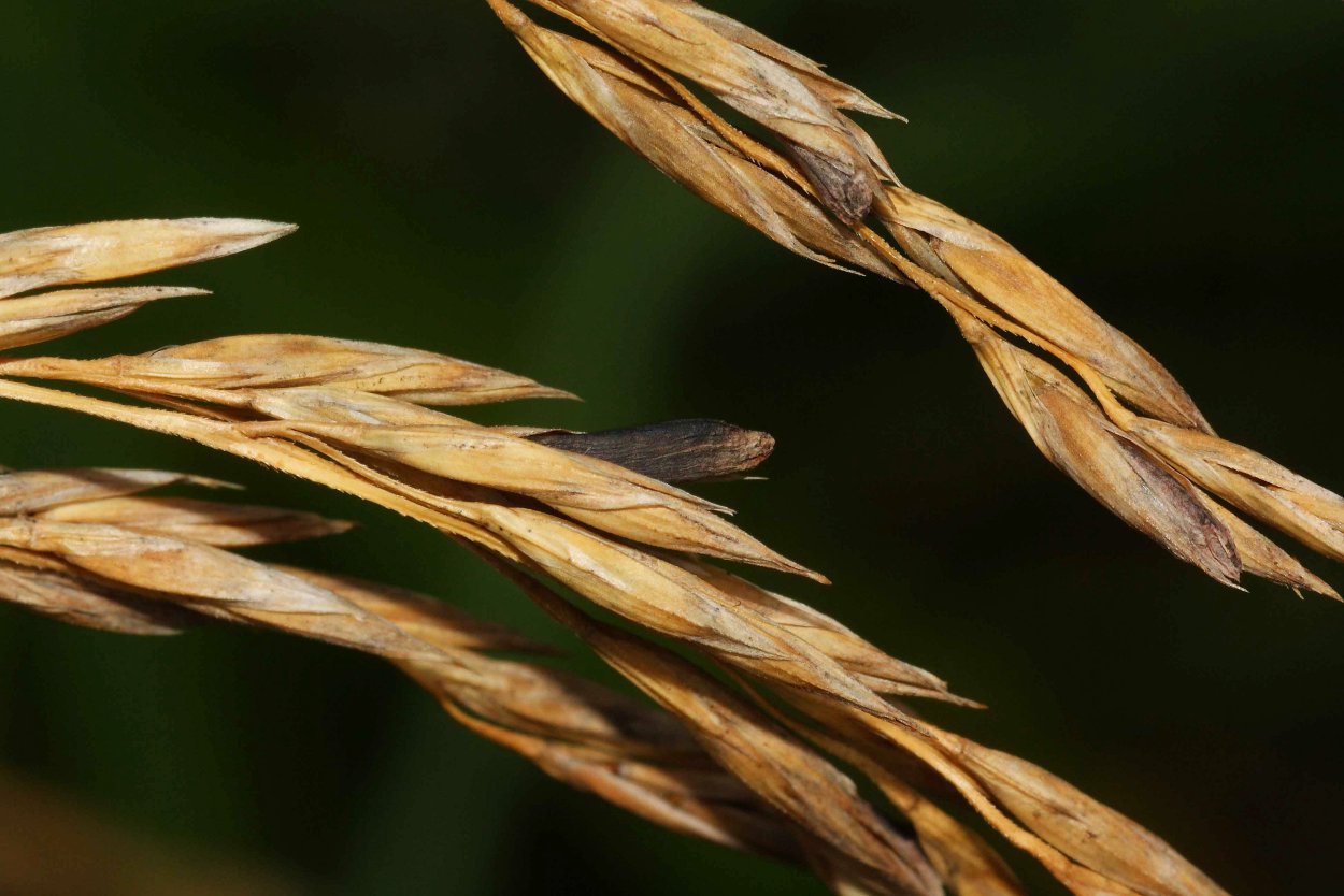 Claviceps purpurea – спорынья пурпурная