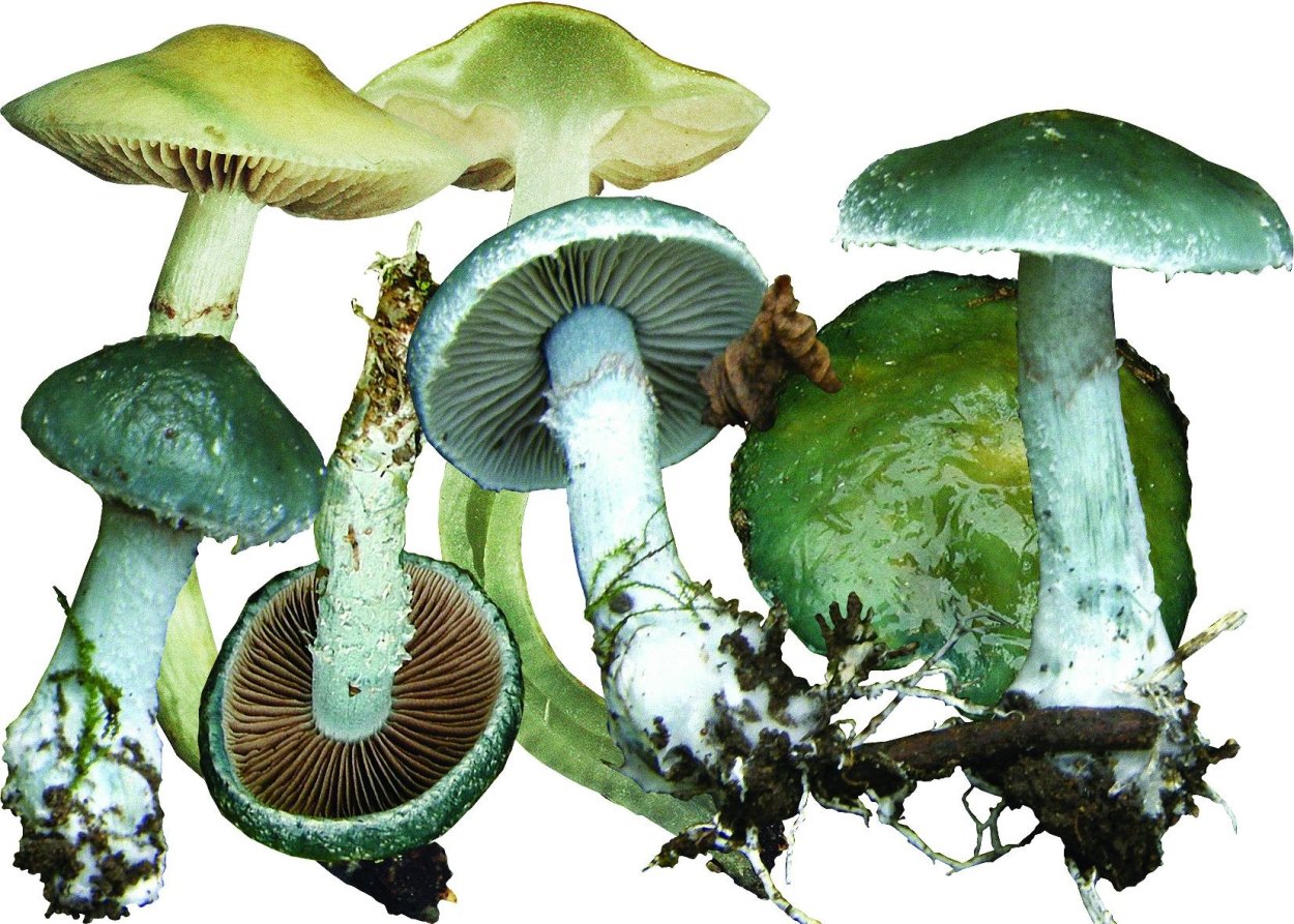 Строфария сине-зелёная Stropharia aeruginosa