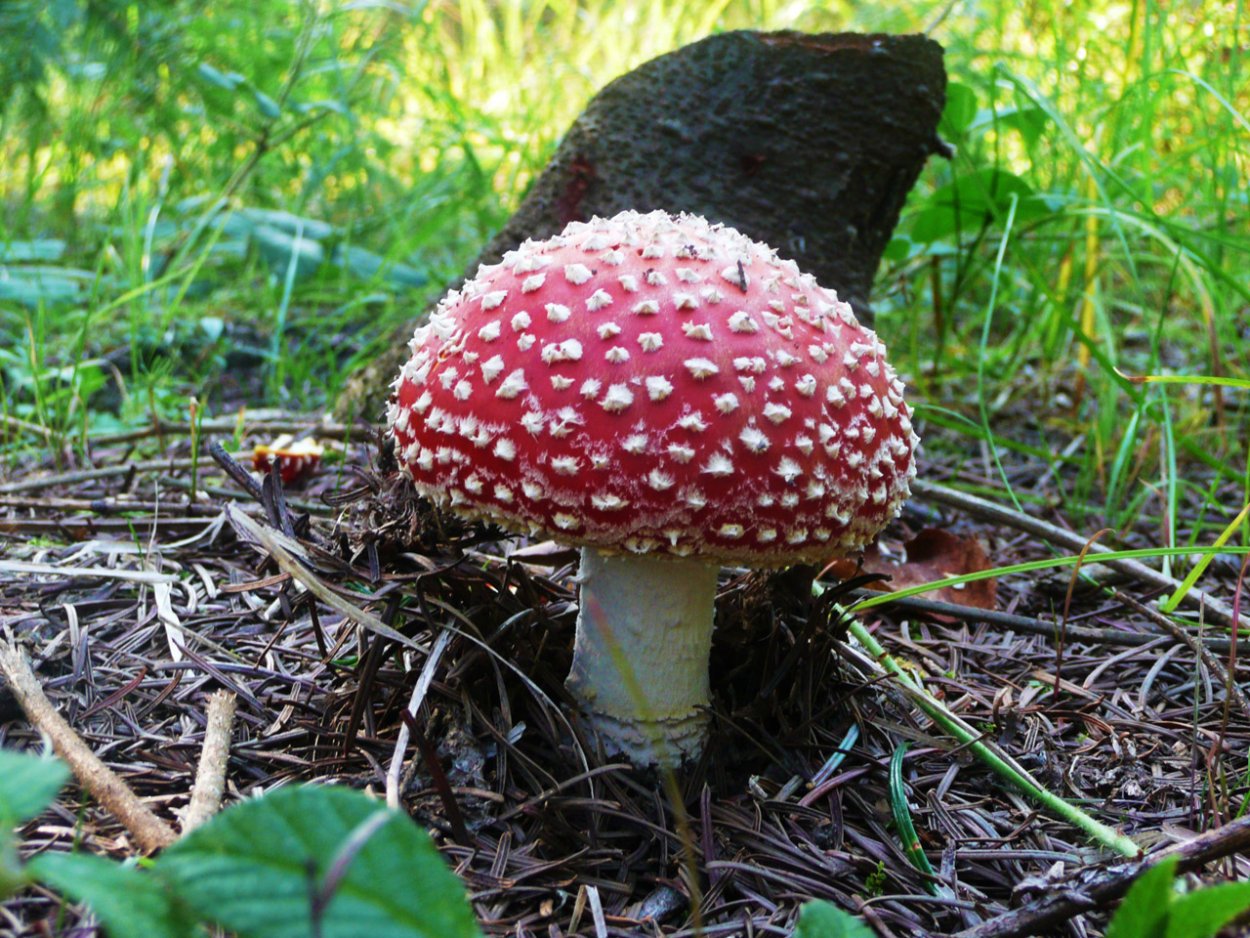 Строфария синезелёная
