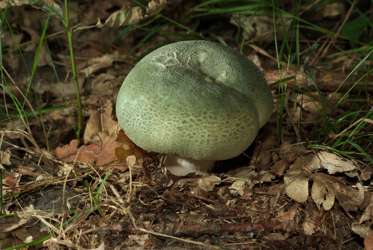 Cortinarius odoratus