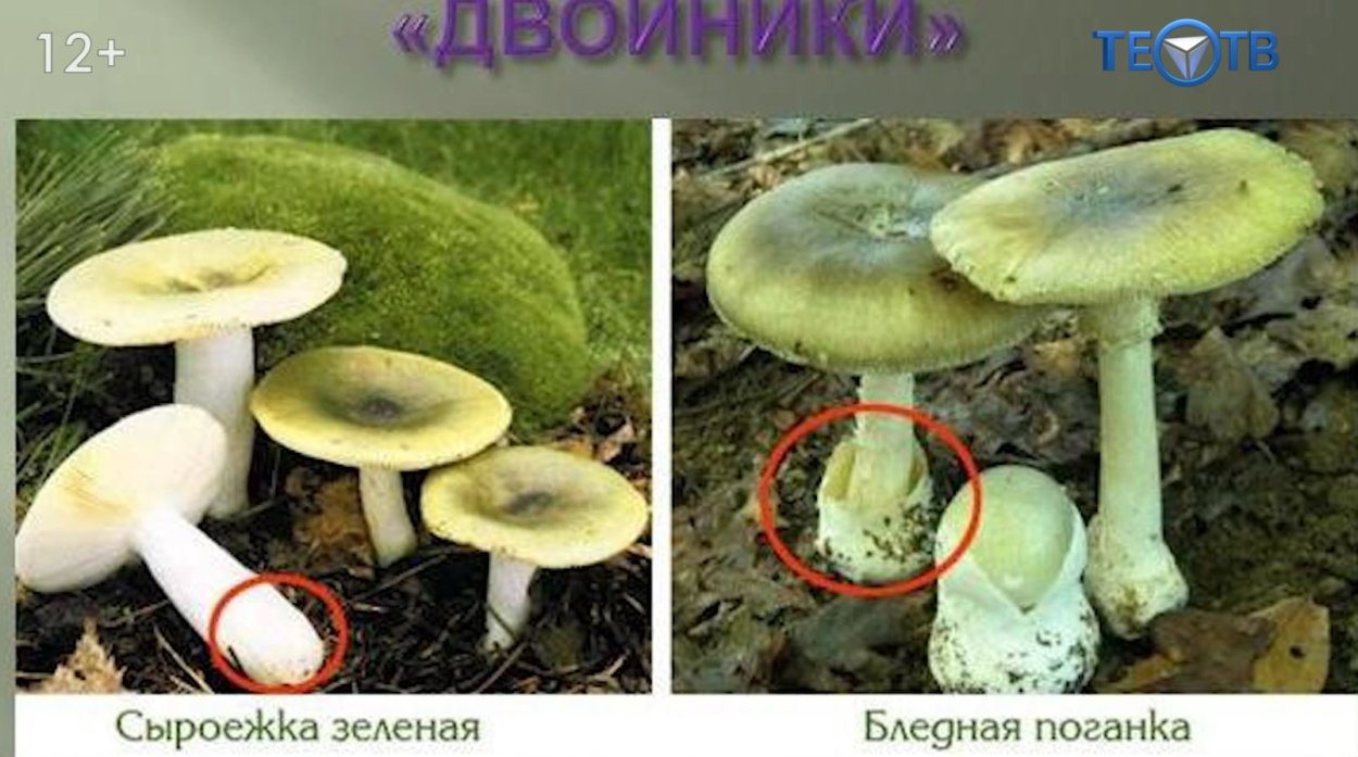 Бледная поганка маленькая