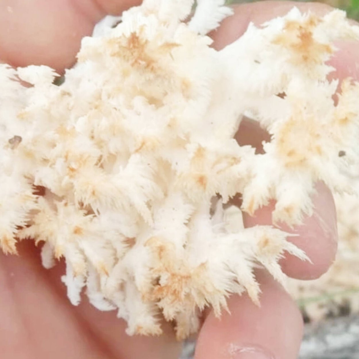 Ежовик коралловый гриб