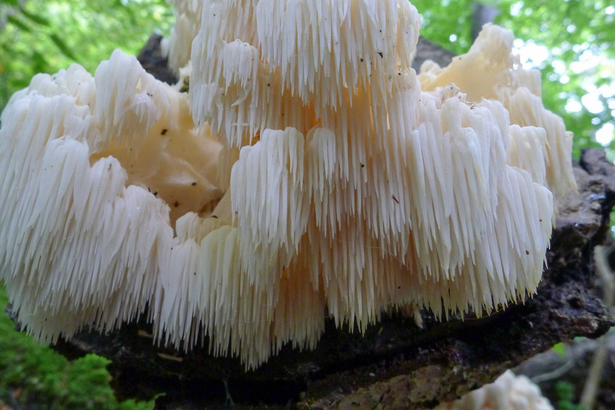 Анаптихия реснитчатая Anaptychia ciliaris ежовик коралловидный Hericium coralloides