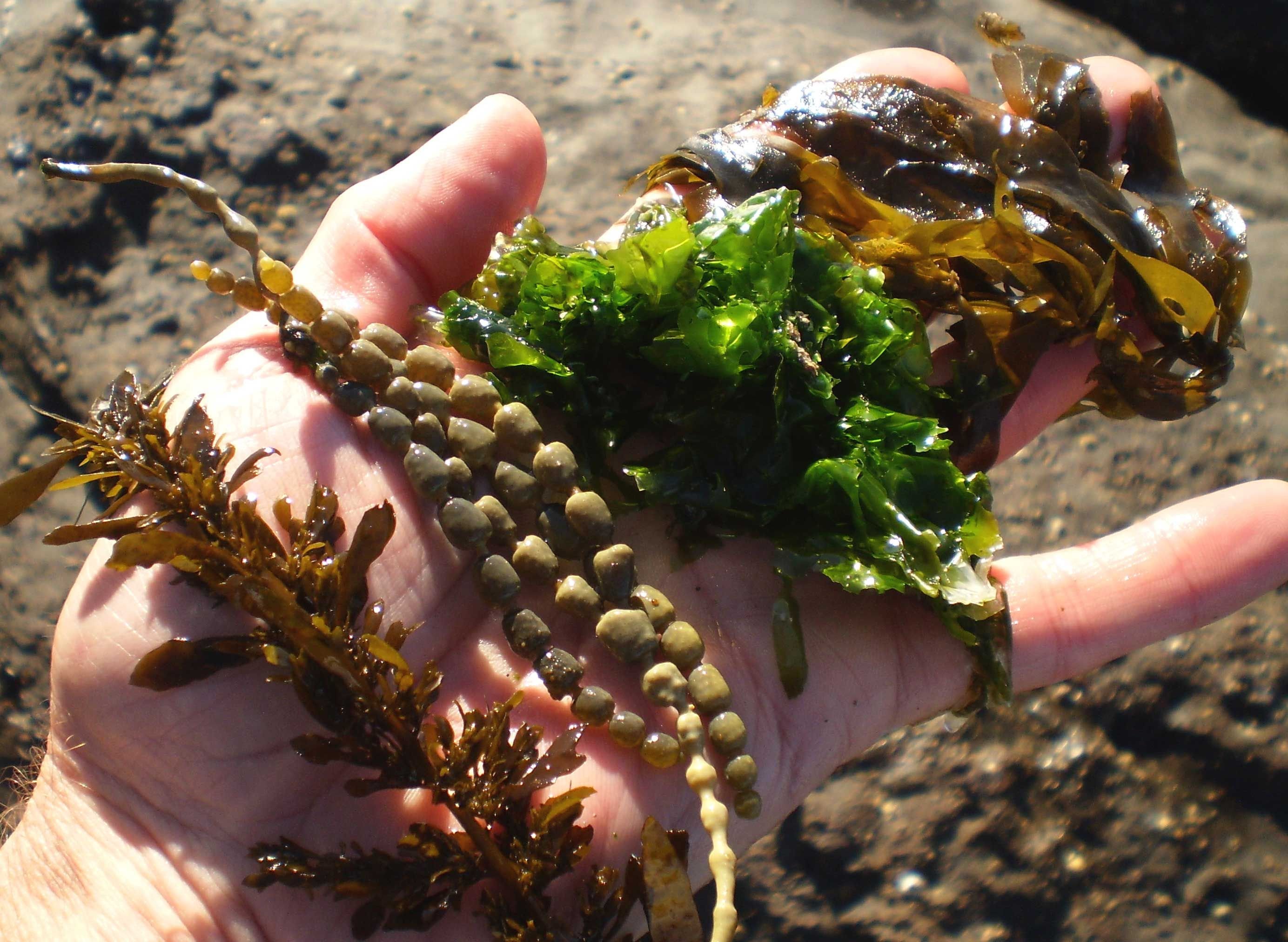 Ламинарию можно есть. Фукус морской виноград. Морская капуста ламинария. Ламинария съедобная. Съедобные водоросли в море.